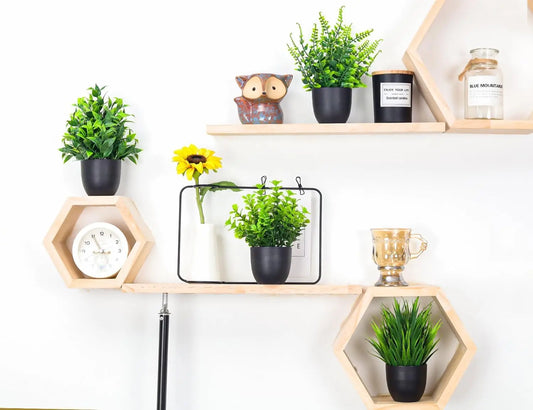 Plantas decorativas 