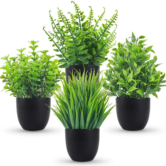 Plantas decorativas 